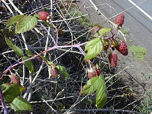 Starr 010423-0050 Rubus glaucus.jpg