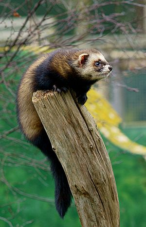 Storm the polecat.jpg