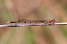 Sympecma fusca - Eisenstadt