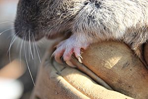 Thomomys mazama claws