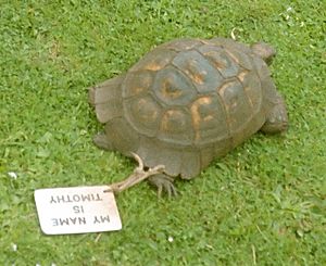 TimothythetortoisePowderhamCastle (cropped).jpg