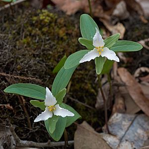 Trillium texanum Arkansas.jpg