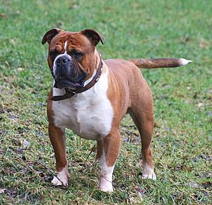 UKC Olde English Bulldogge Male.jpg