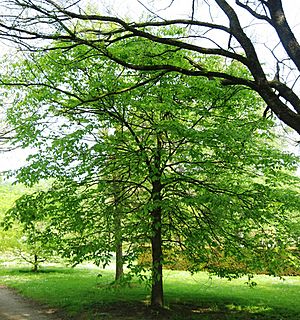 Ulmus thomasii (meisse) 1.jpg