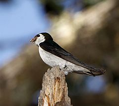 Violet green Swallow (Tachycineta thalassina) with food in beak 2