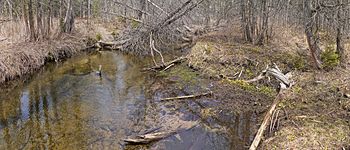 West Duffins Creek.jpg