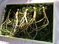 Wild ginseng