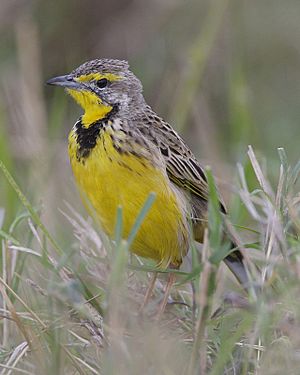 Yellow-throated Longclaw (Macronyx croceus)