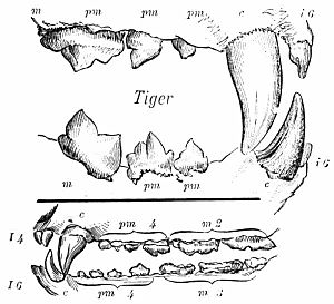 037tiger