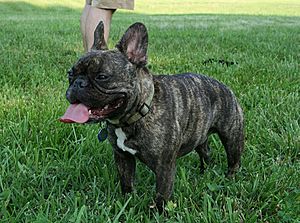 2008-07-28 Dog at Frolick Field.jpg