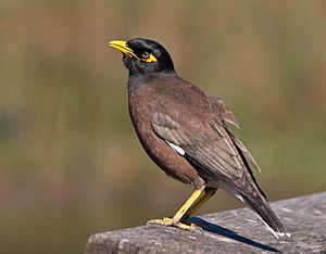 Acridotheres tristis -Sydney, Australia-8