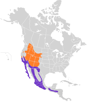 Aeronautes saxatalis map.svg