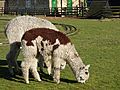 Alpacas at shepreth