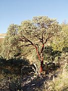 Arctostaphylos glauca cedar mountain