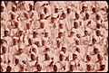 BLACK MUSLIM WOMEN DRESSED IN WHITE APPLAUD ELIJAH MUHAMMAD DURING THE DELIVERY OF HIS ANNUAL SAVIOR'S DAY MESSAGE IN... - NARA - 556245