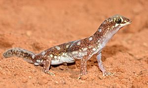 Beaked Gecko (23072645786).jpg