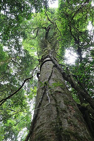 Beilschmiedia obtusifolia Tooloom.jpg