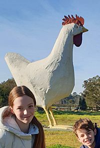 Big Chook.jpg