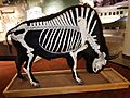 Bison skeleton taxidermy mount