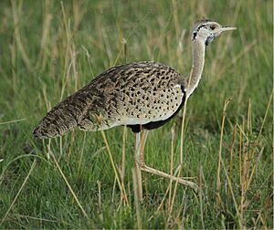 Black-bellied Bustard