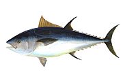 Bluefin-big