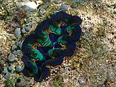 Boring giant clam