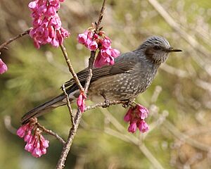 Brown-eared Bulbul. Ixos amaurotis squamiceps