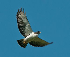 Buteo brachyurus -Manduri, Sao Paulo, Brazil -flying-8.jpg