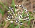 Chive seeds