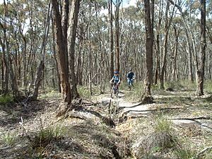 Creswick Regional Park trail