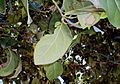 Cryptocarya-foetida3Leaves