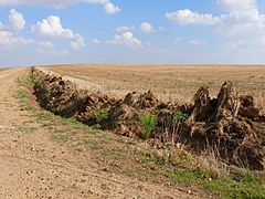 Cuneta trabajada