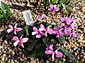 Cyclamen trochopteranthum