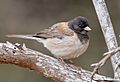 Dark-eyed Junco (51182599526) (cropped)