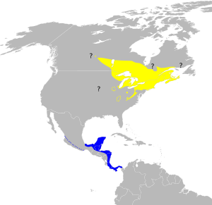 Dendroica pensylvanica map.svg