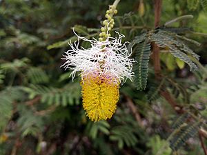 Dichrostachys cinerea in Bhopal (1)