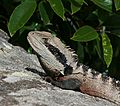 Eastern Water Dragon Clontarf