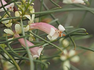 Eremophila caperata 02.jpg