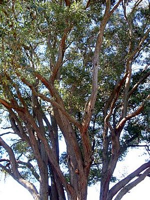 Eucalyptus acmenoides Eastwood.JPG