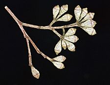 Eucalyptus largeana buds