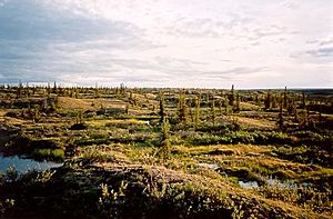 Evening shadows on tundra