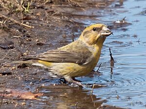 Female red crossbill (40805).jpg