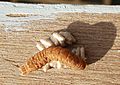 GT Braconidae pupae on Broad-Bordered Yellow Underwing Moth caterpillar