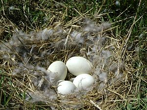 Geese Eggs