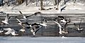 Great Black-backed Gull flock