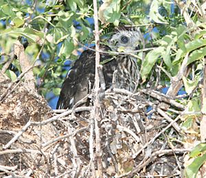 HAWK, COOPER'S (7-14-11) juv at nest, patagonia-sonoita creek preserve, scc, az -01 (5937524527)