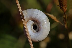 Heath snail (Helicella itala) white form, umbilical