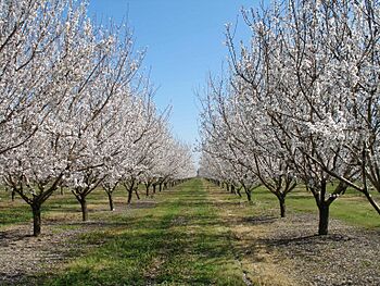 HickmanAlmondOrchardInSpring