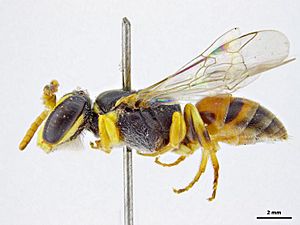 Hylaeus sanguinipictus m.jpg