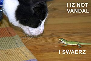 I IZ NOT VANDAL lolcat